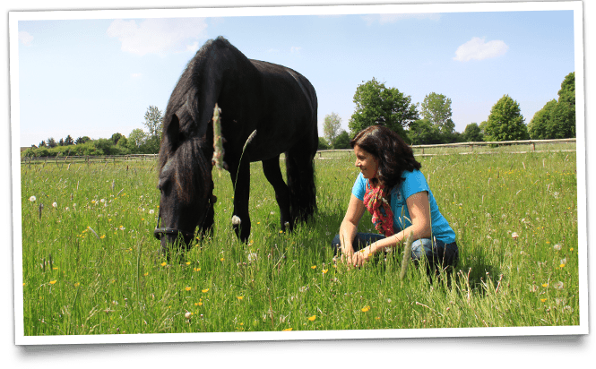 Kinesiologie für Pferde in Krefeld, Düsseldorf, Köln, Bonn und am Niederrhein